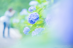 紫陽花