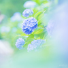 紫陽花
