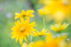 Sun　Flower