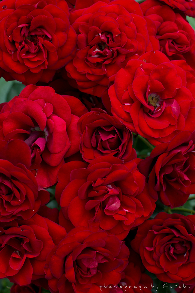 薔薇のブーケ