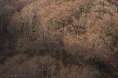 白山スーパー林道