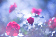 花咲く