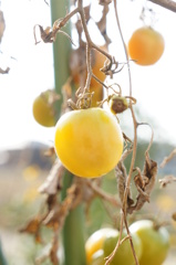 『冬のトマト』