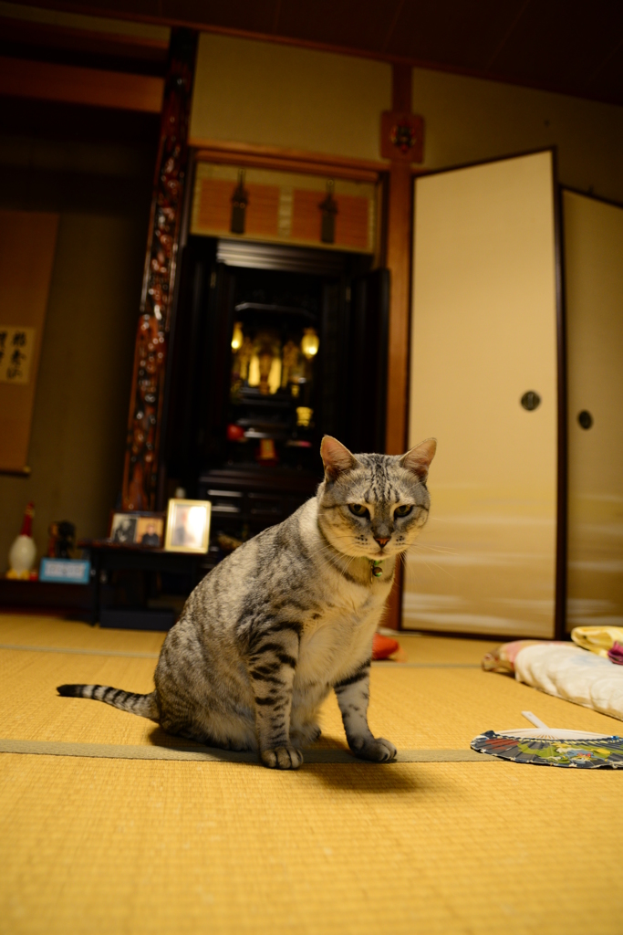 新しい(中古だけど)愛機で撮影♪♪♪