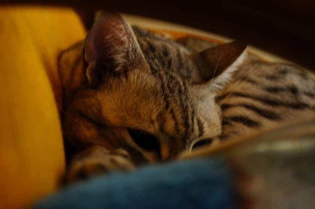 『寝てますよぉ。』