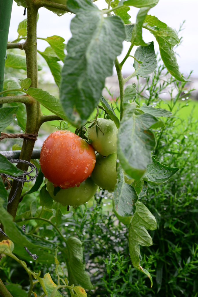 3630万画素での日常