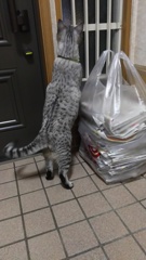 「ヤモリや！！！」