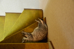 占拠！！階段三角地帯。