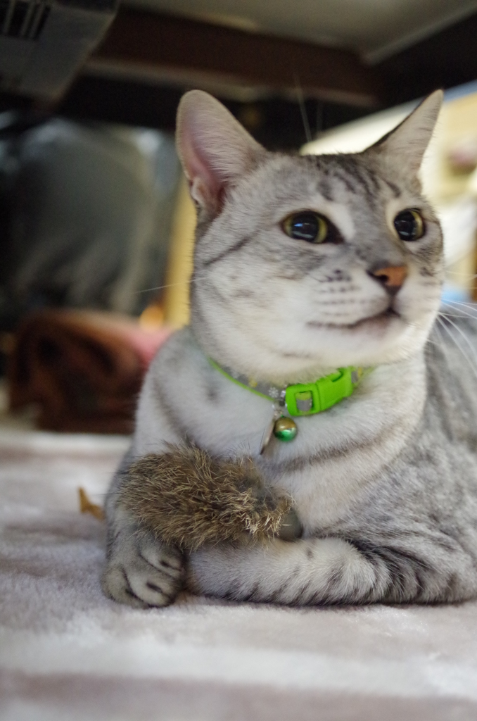 『新しいおもちゃ』