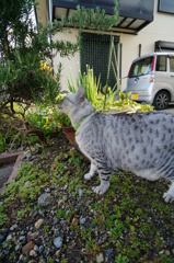 ローズマリーが大好き♪