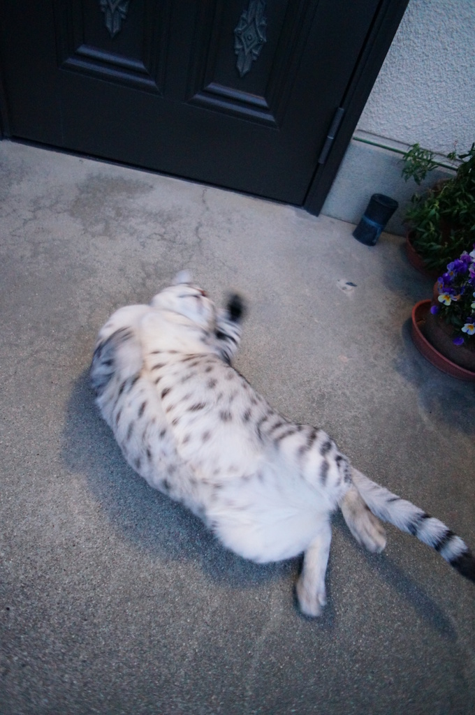 今朝のごろんごろん◎