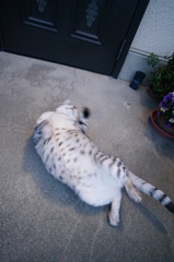 今朝のごろんごろん◎