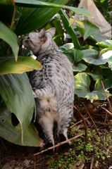 ジャングル・キャット