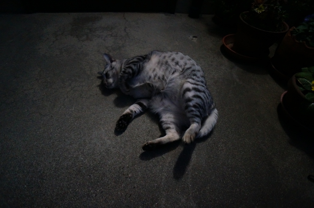 朝のごろんごろん