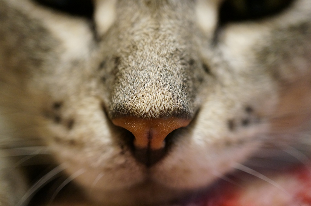 動く気の無いフクちゃん③