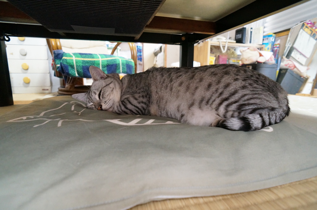 今日の福太郎
