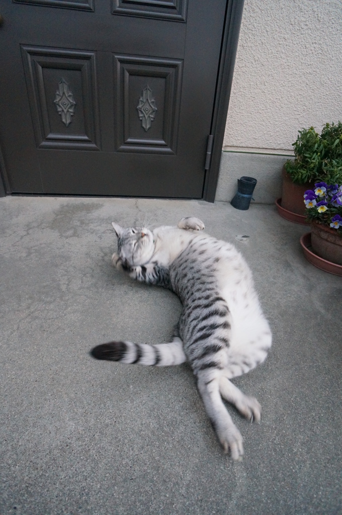 今朝のごろんごろん◎