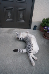 今朝のごろんごろん◎