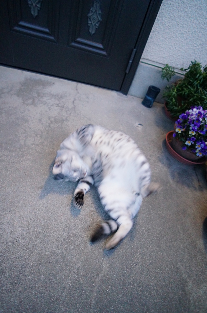 今朝のごろんごろん◎