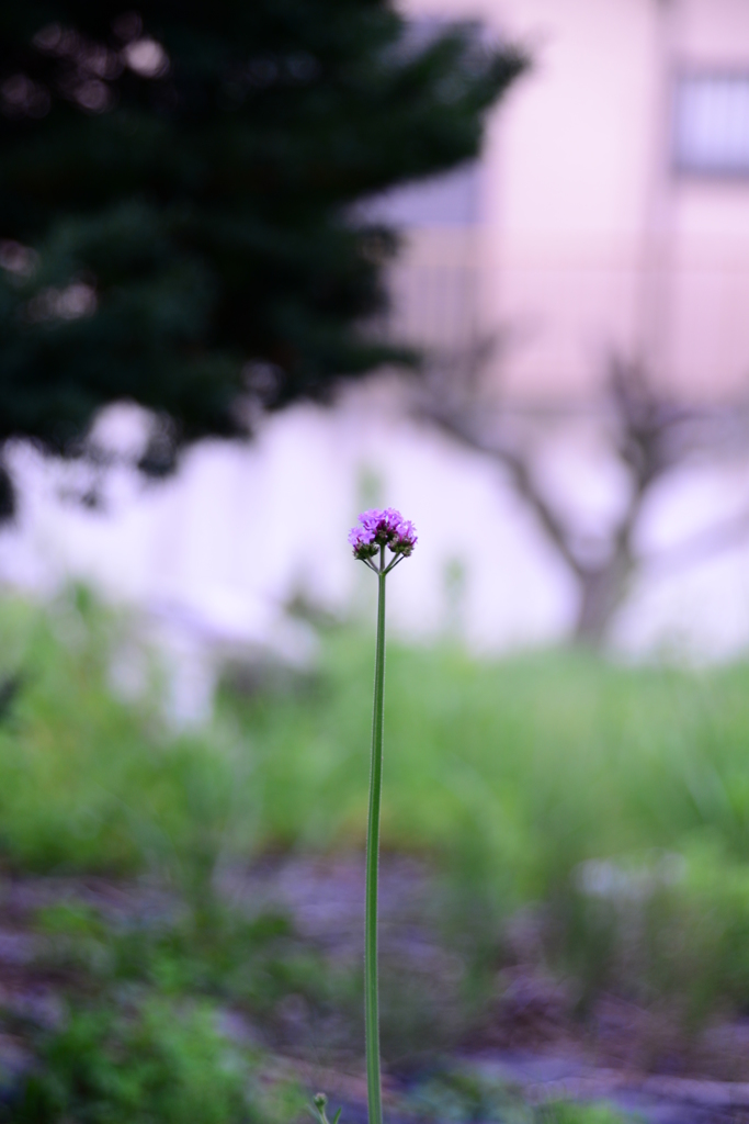 3630万画素の日常