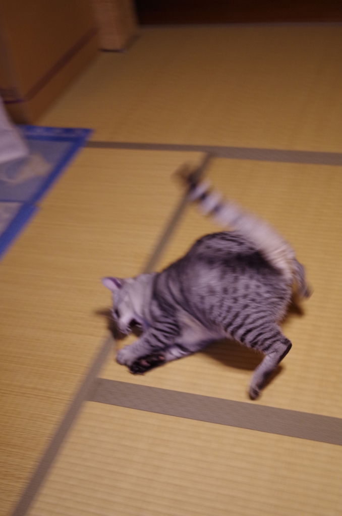 『新しいおもちゃ』