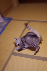 『新しいおもちゃ』