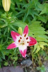 百合