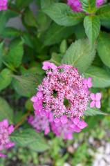 紫陽花