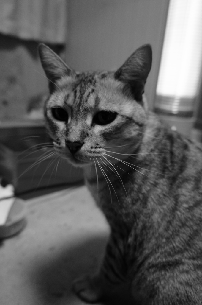 フクちゃん　in the モノクローム。