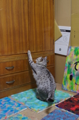 『開けたい開かない』