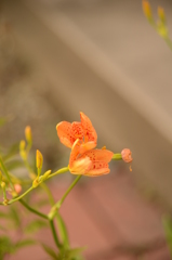 3630万画素での日常