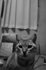 フクちゃん　in the モノクローム。