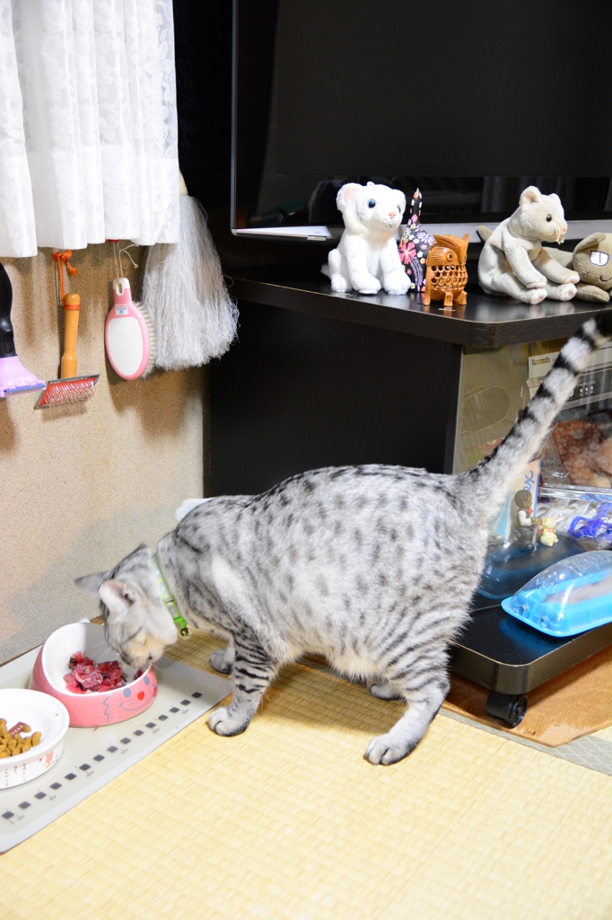 カツオ祭り！！！