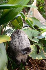 ジャングル・キャット