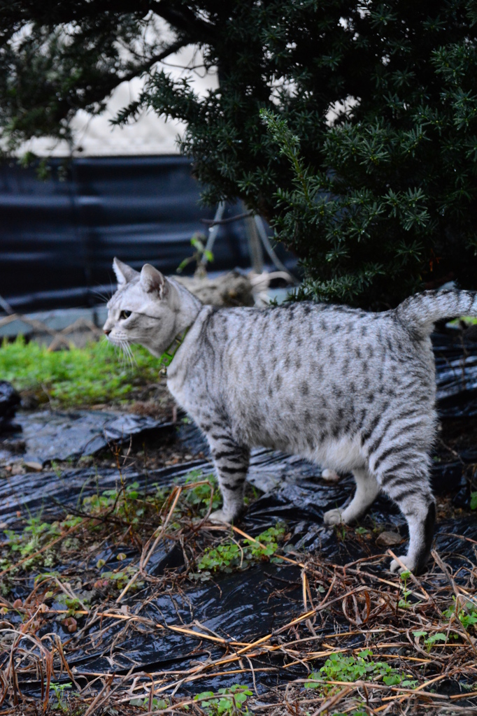 雷雨の怖い夜が明けて。