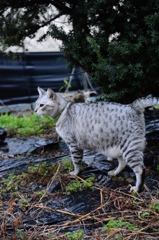 雷雨の怖い夜が明けて。