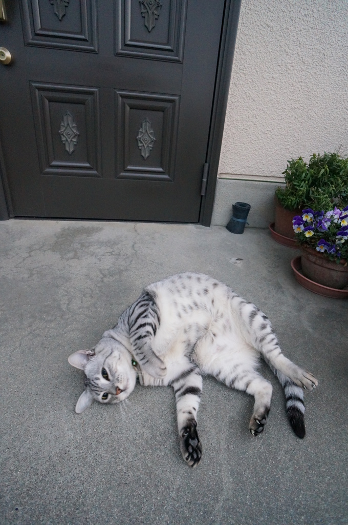 今朝のごろんごろん◎