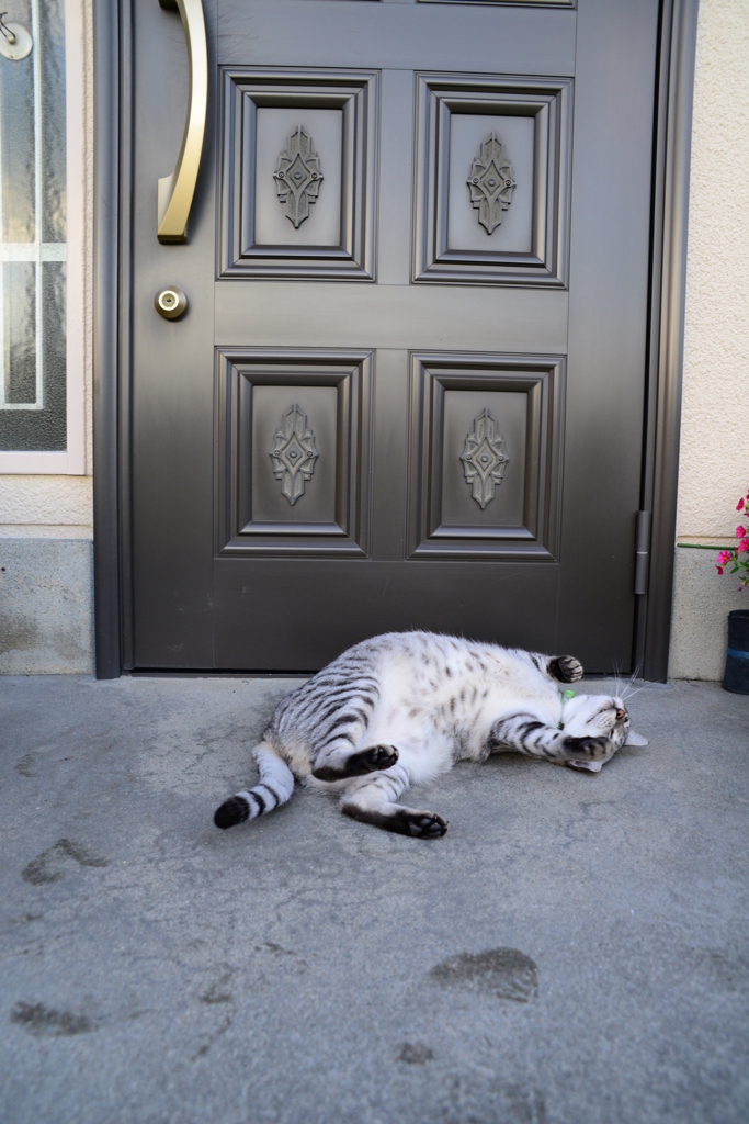 3630万画素での日常