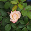 今朝の薔薇♪♪♪