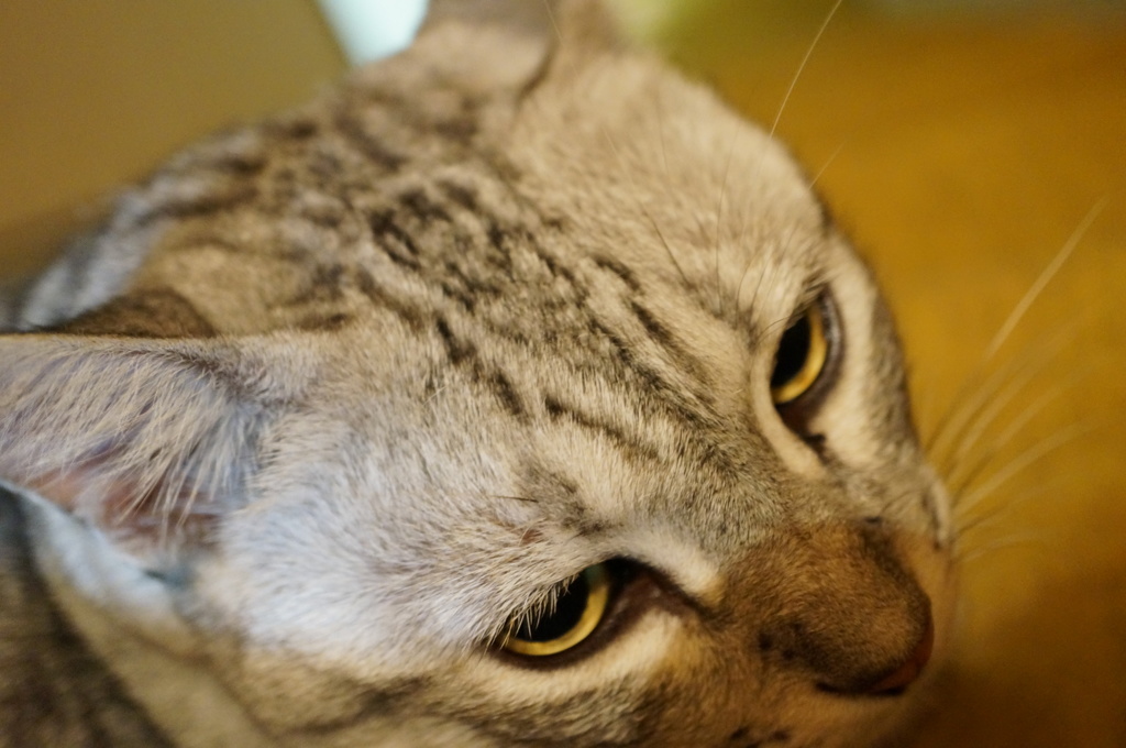 『今日の福太郎』