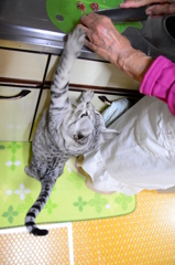 カツオ祭り！！！