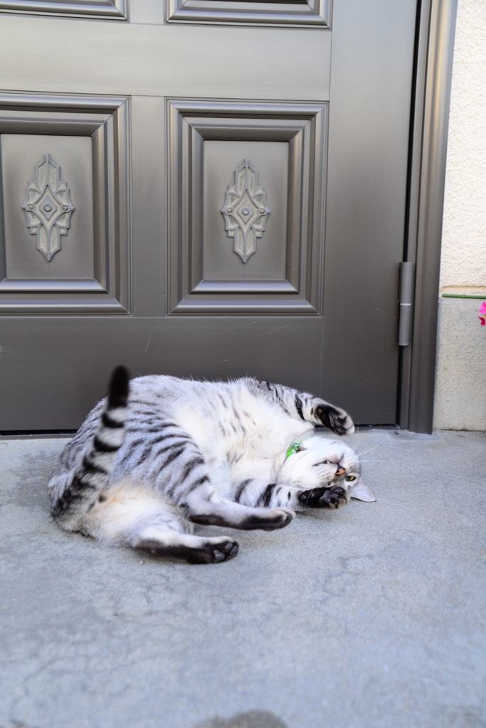 3630万画素での日常