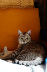 「にゃに！？」