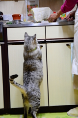 カツオ祭り！！！