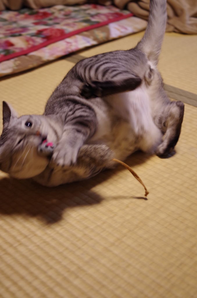 『新しいおもちゃ』