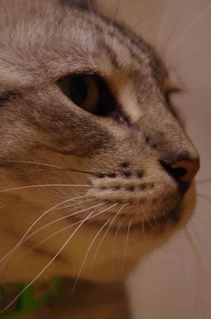 不動フクちゃん④