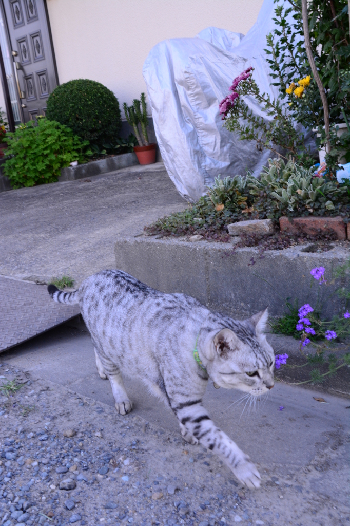 『今日の福太郎』