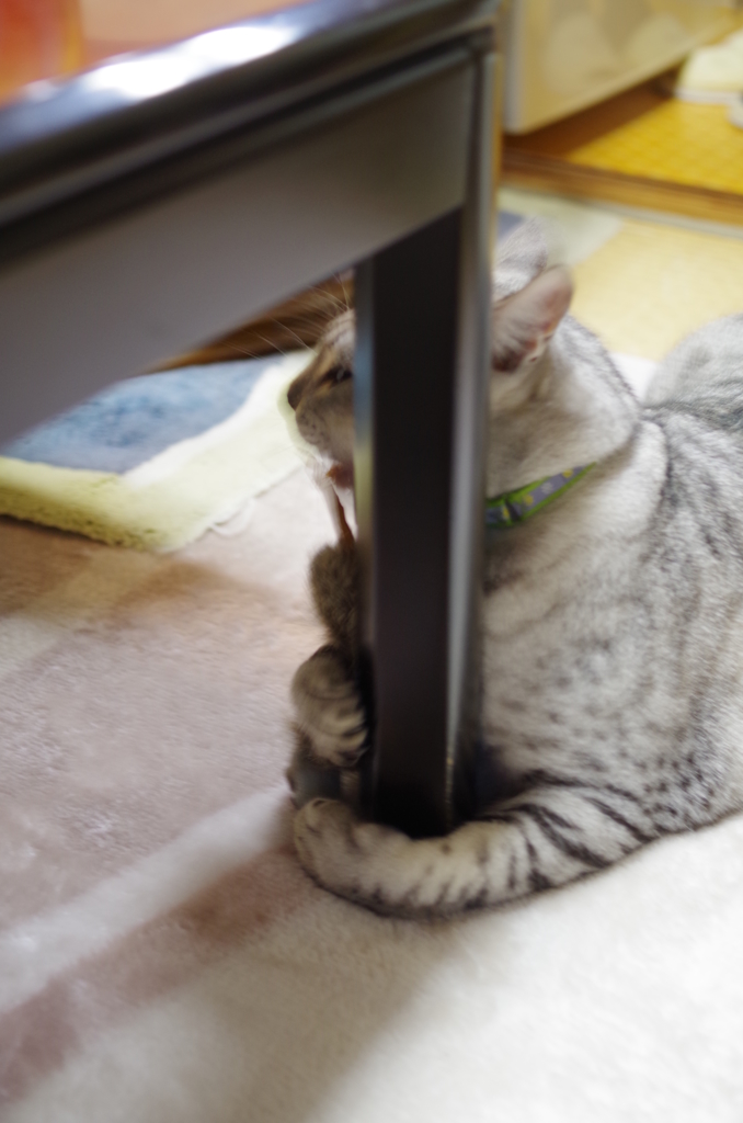 『新しいおもちゃ』