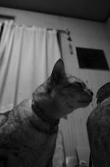 フクちゃん　in the モノクローム。