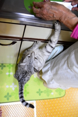 カツオ祭り！！！